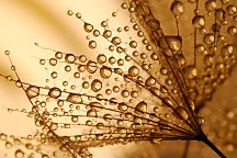 Obraz Za rána za rosy 1454